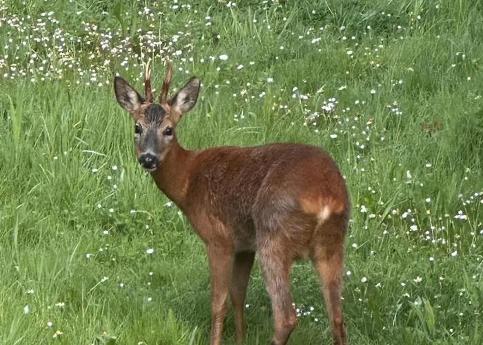 Domaine Les Fontaines Tatil Evi *